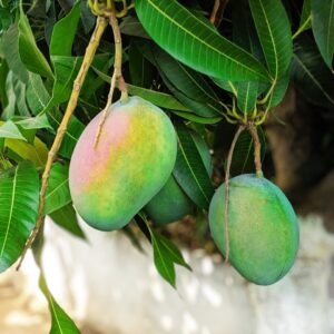 হিমসাগর